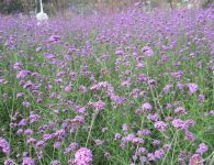 Tổng công ty cao su Đồng Nai tích cực chăm lo đời sống tinh thần cho đoàn viên, người lao động trong những tháng nghỉ mùa lá rụng 