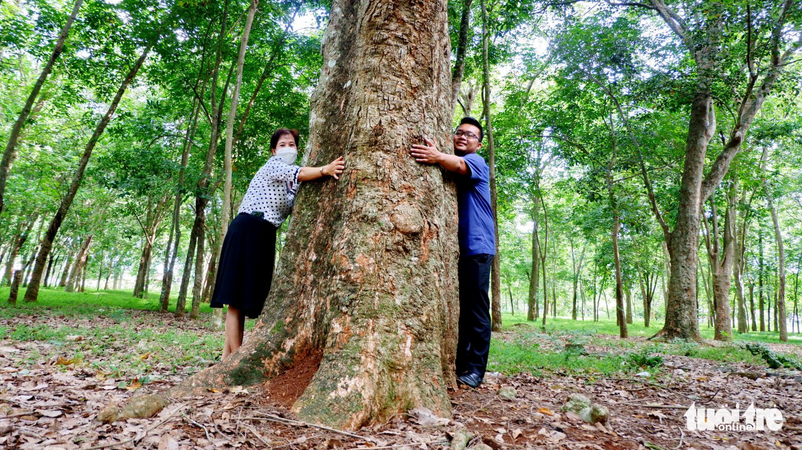 Các gốc cao su tại đồn điền Suzannah trồng từ năm 1906 đến nay vẫn tươi tốt, hai người ôm không xuể - Ảnh: THÁI LỘC
