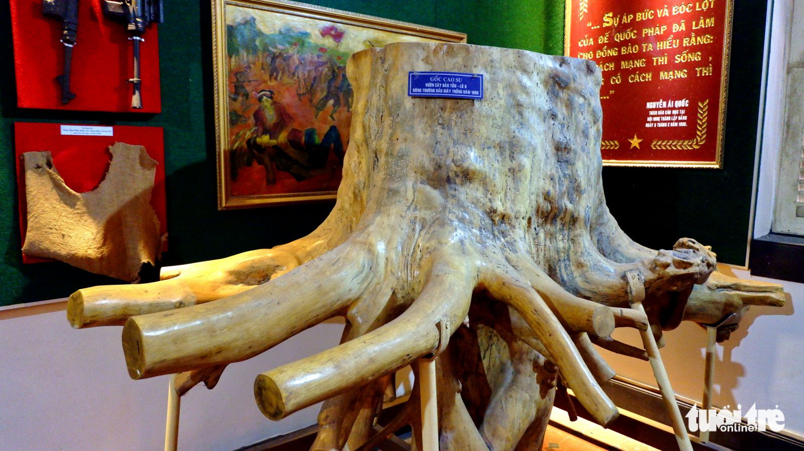 Gốc cao su trồng từ năm 1906 tại đồn điền Suzannah được trưng bày ở nhà truyền thống Công ty Cao su Đồng Nai - Ảnh: SƠN LÂM